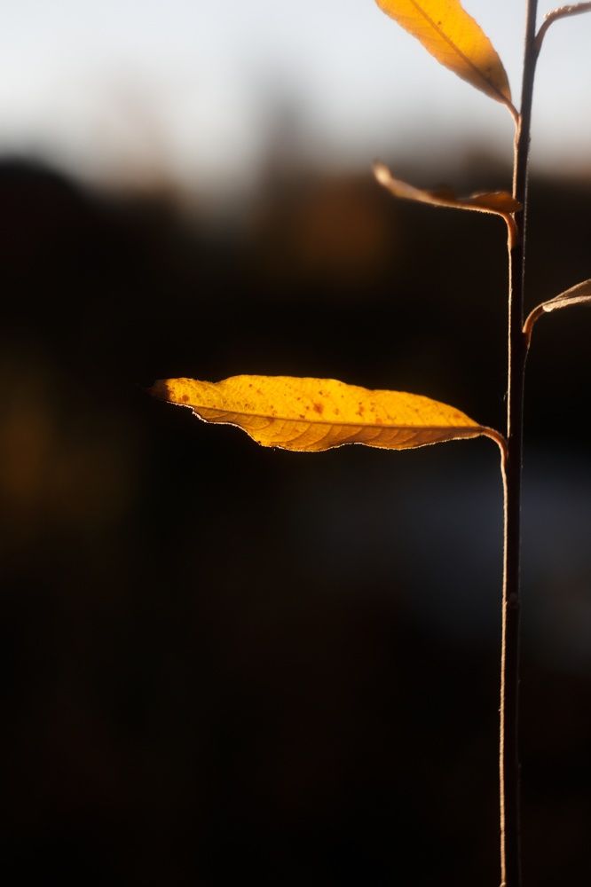 Фотография автора Юлия Ромашкина