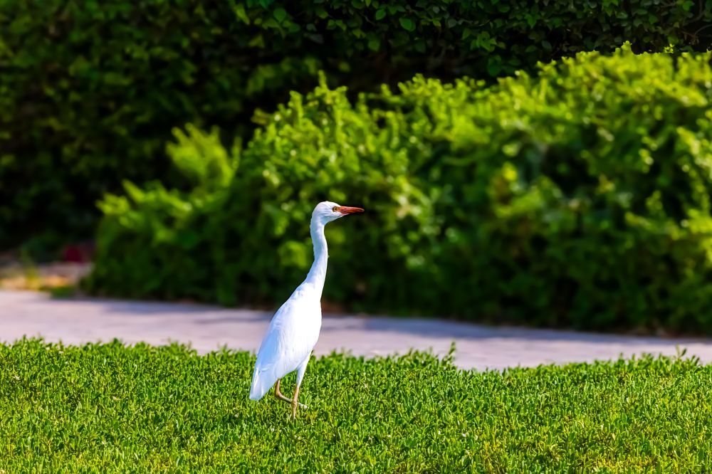 Фотография автора Sarrah Yehia
