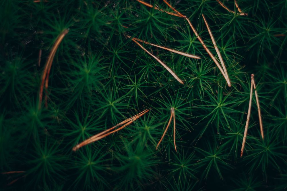 Photograph by Ольга Глущенко