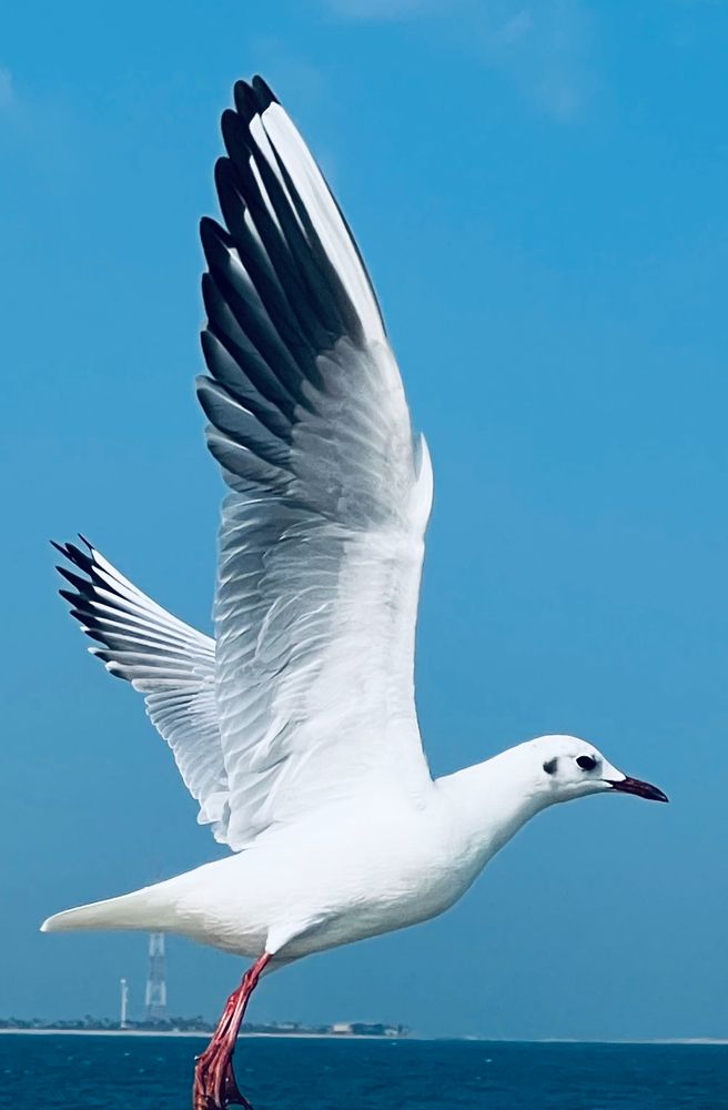 Фотография автора Sarrah Yehia