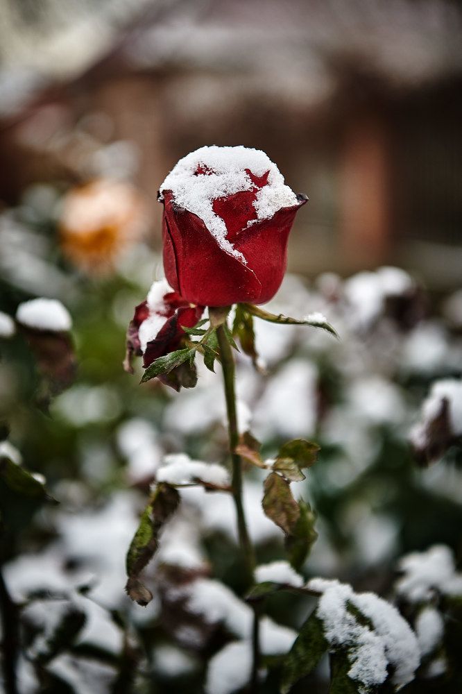 Белое на красном