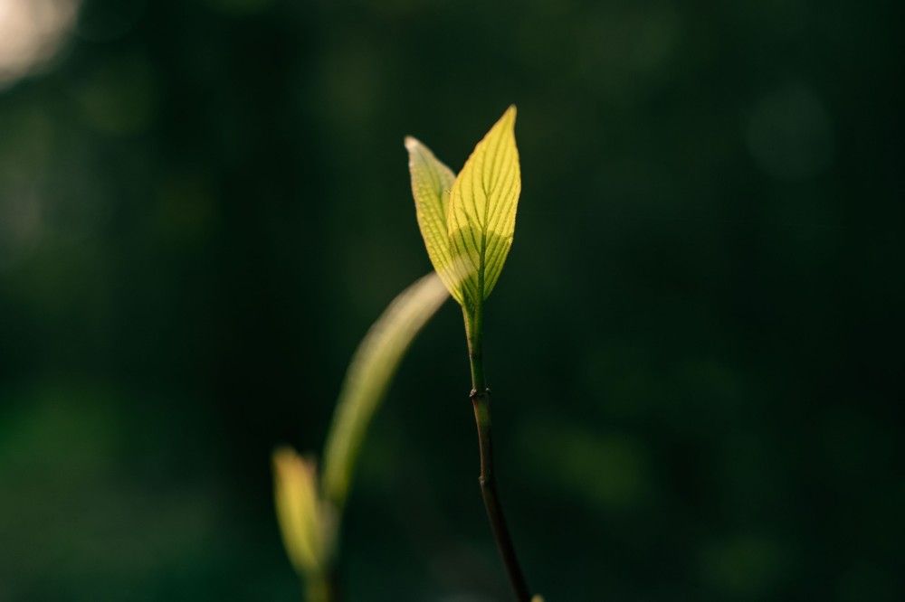 Photograph by Янина Найденцева