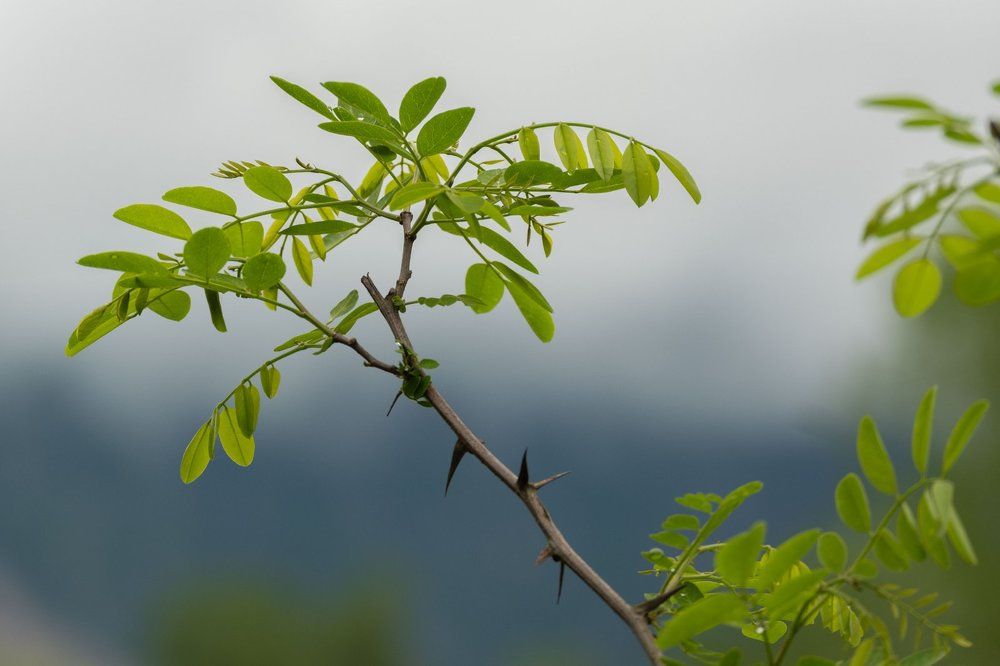 Photograph by Янина Найденцева