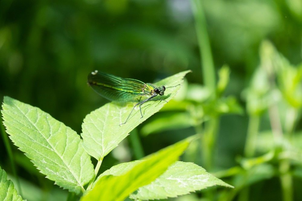 Photograph by Янина Найденцева