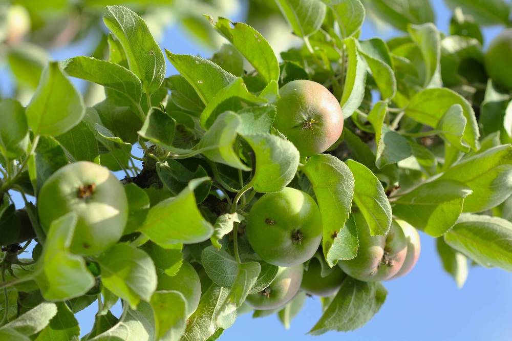 Photograph by НАТАЛЬЯ РОДИНА