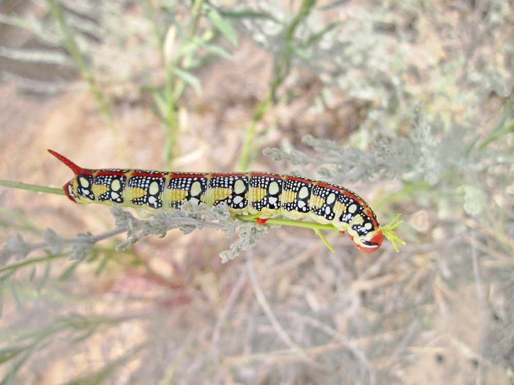 Фотография автора Александр Машников
