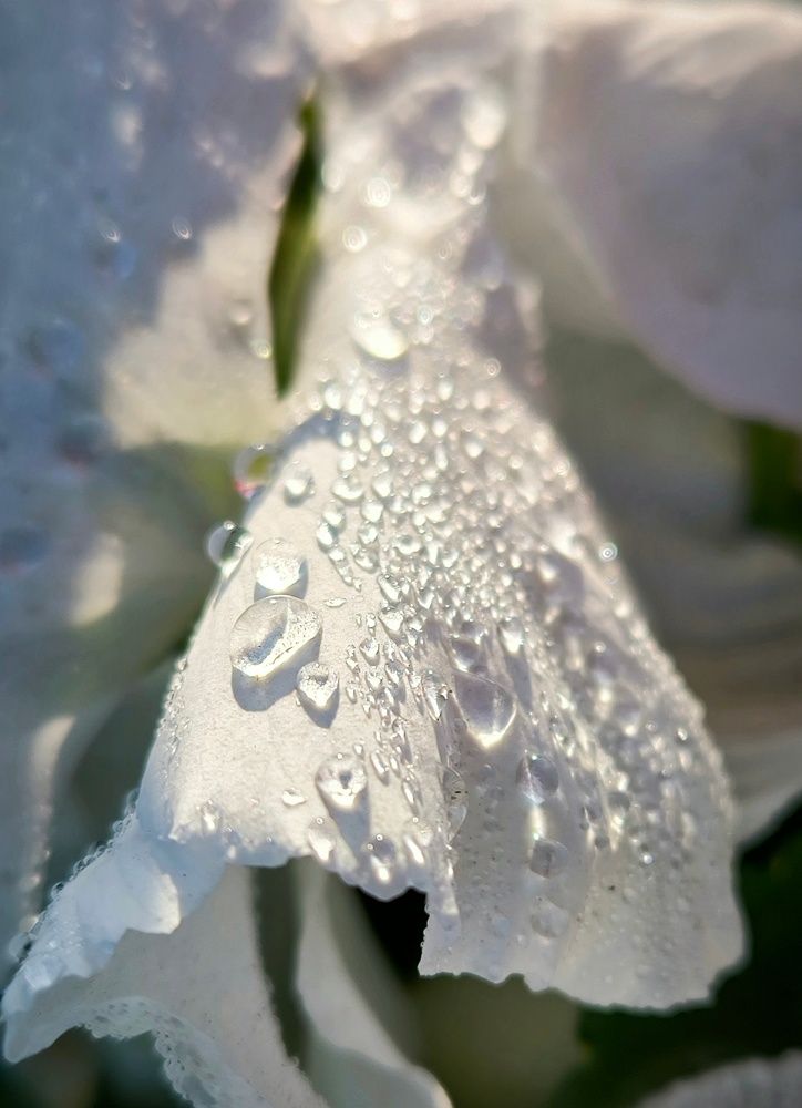 Photograph by PERESHEIN ANDREY