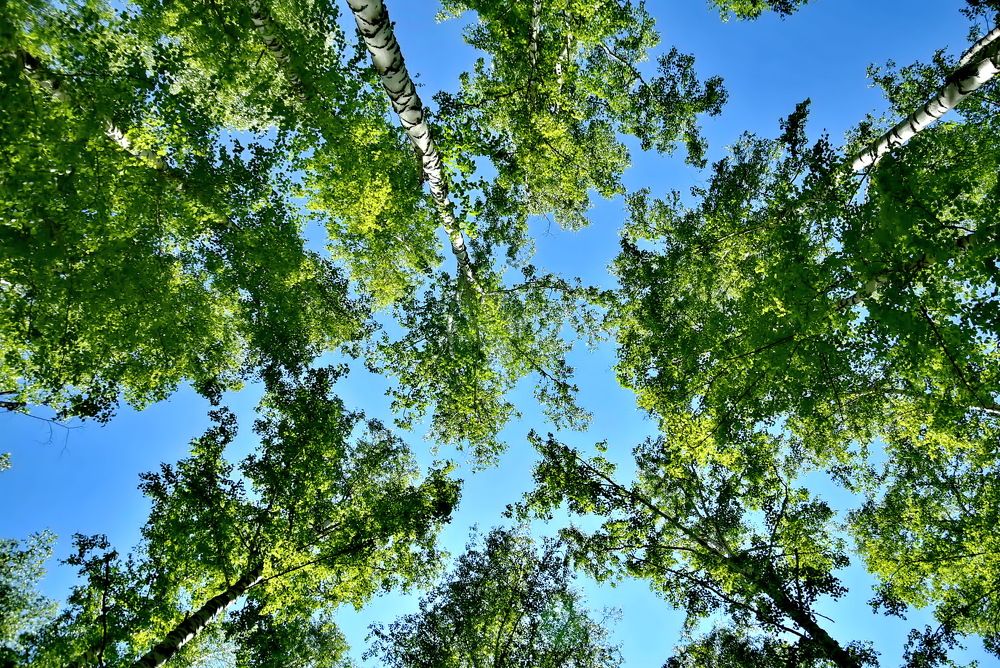 Photograph by НИНА АВЕРЬЯНОВА