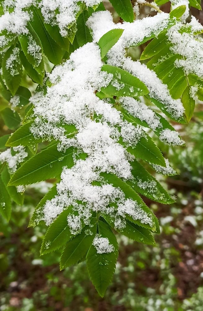 Не торопись, зима, постой!