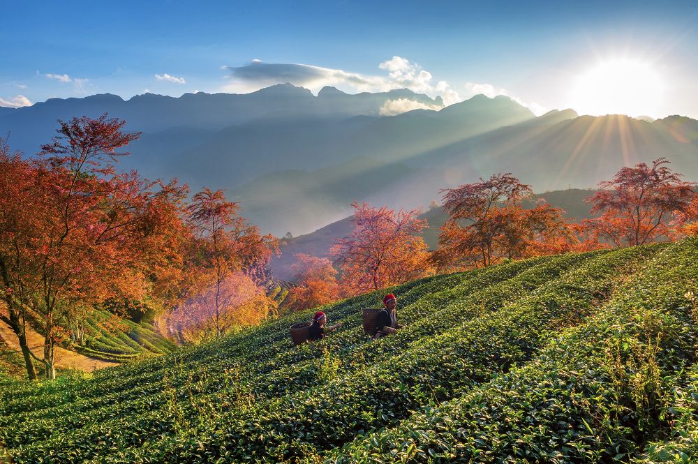 Photograph by Nguyễn Cường