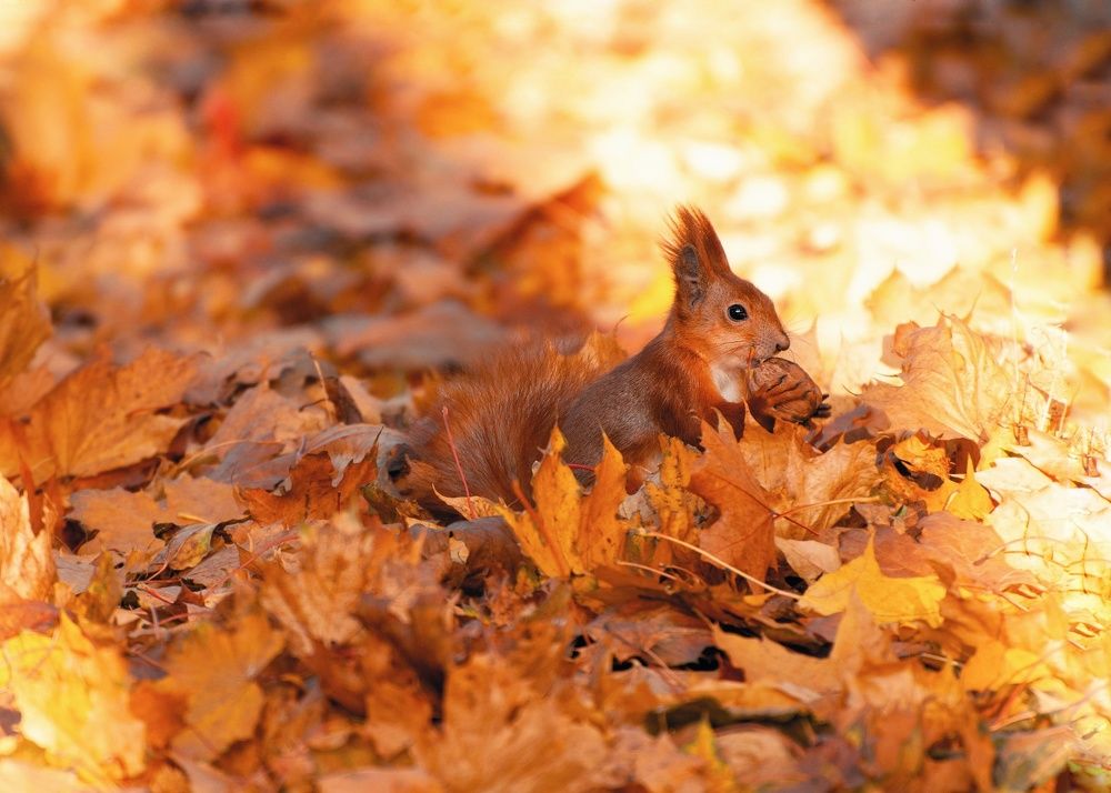 Photograph by Ірина