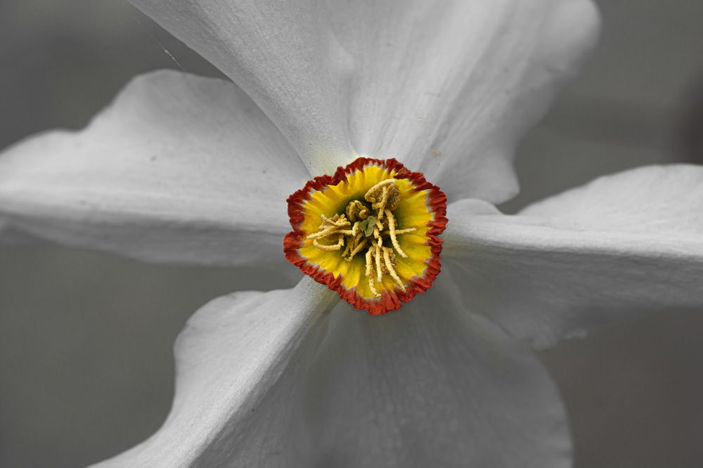 Photograph by Муза Латинская