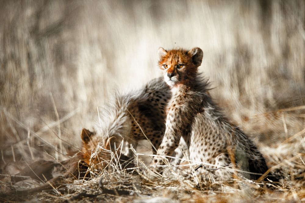 Photograph by Henri burger