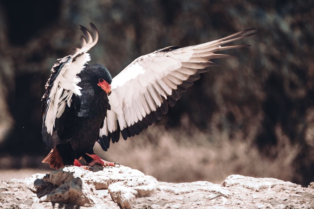 Photograph by Henri burger