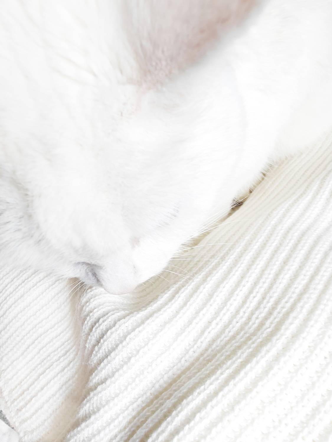 Photo #11402243