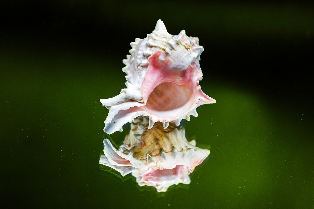 Photograph by Елена Беланенко