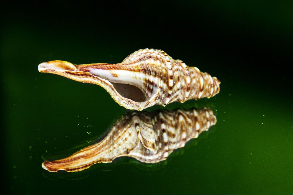 Photograph by Елена Беланенко