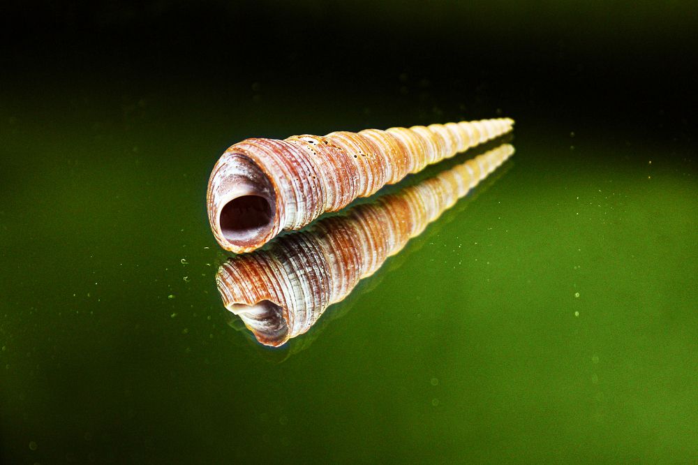 Photograph by Елена Беланенко