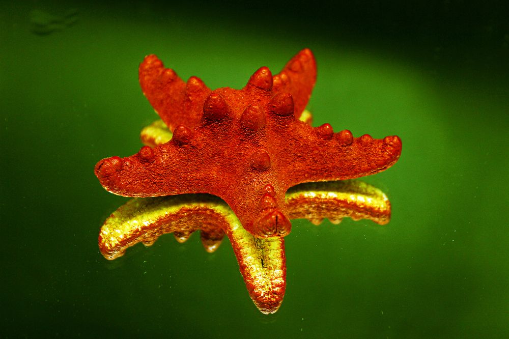 Photograph by Елена Беланенко