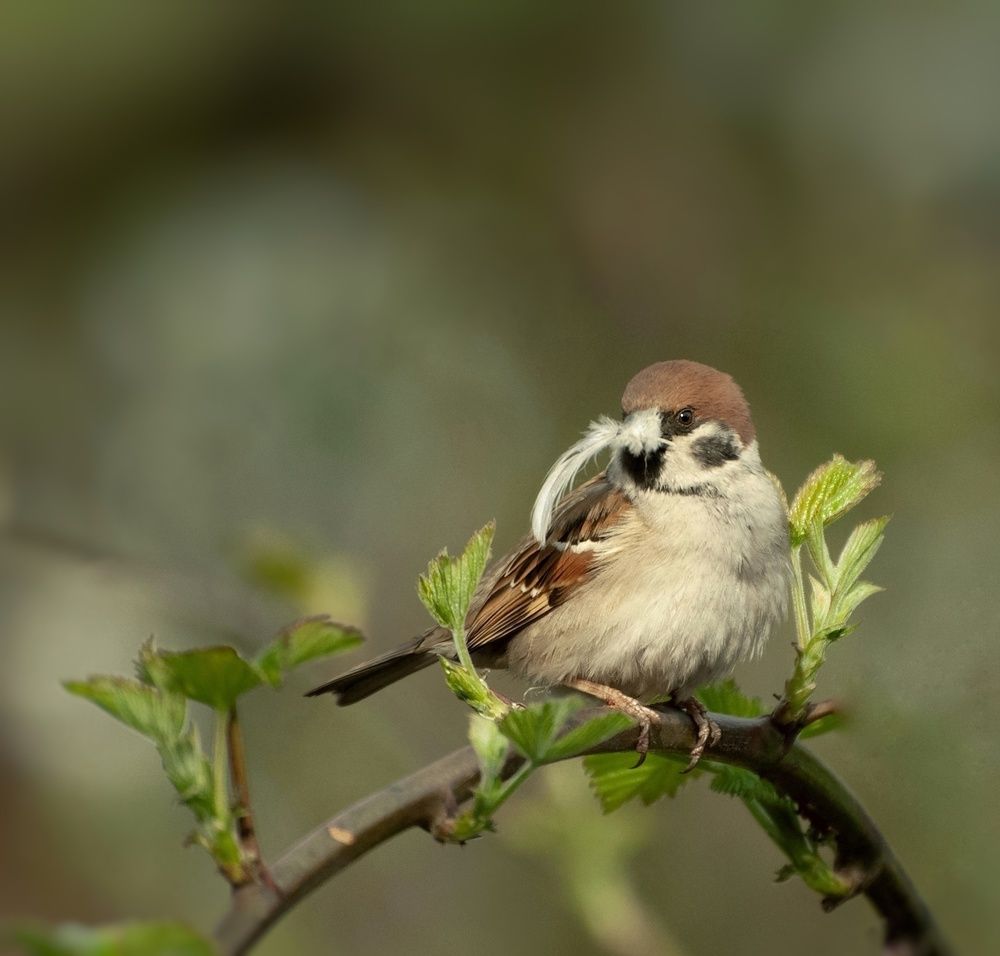 Photograph by Ірина