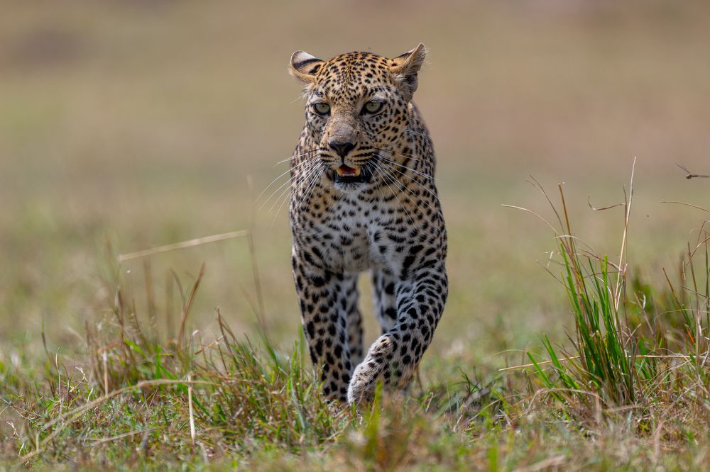 Female Leopard Of Kenya