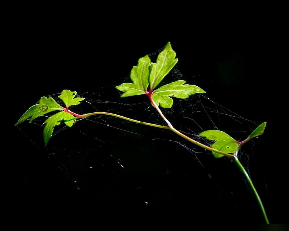 Веточка в пактине.