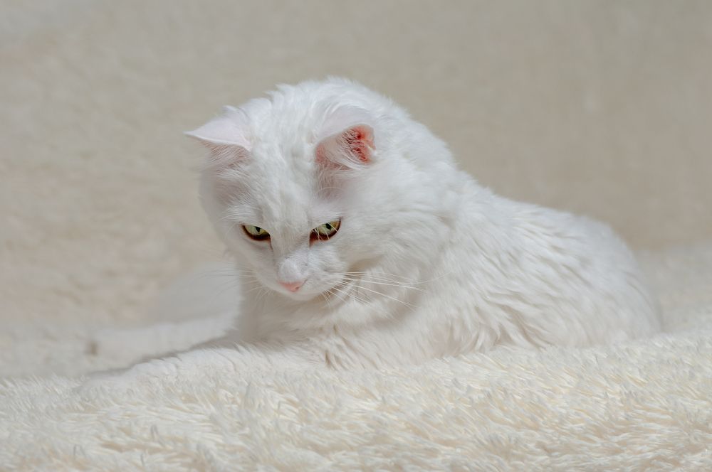 Photograph by константин