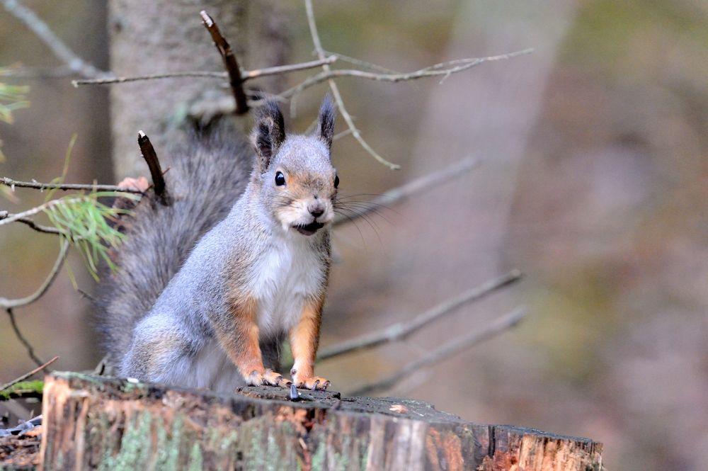 Photograph by Александр Зуев