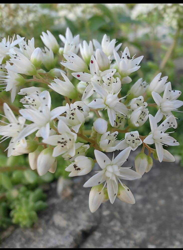 Photograph by Ирина Тихая