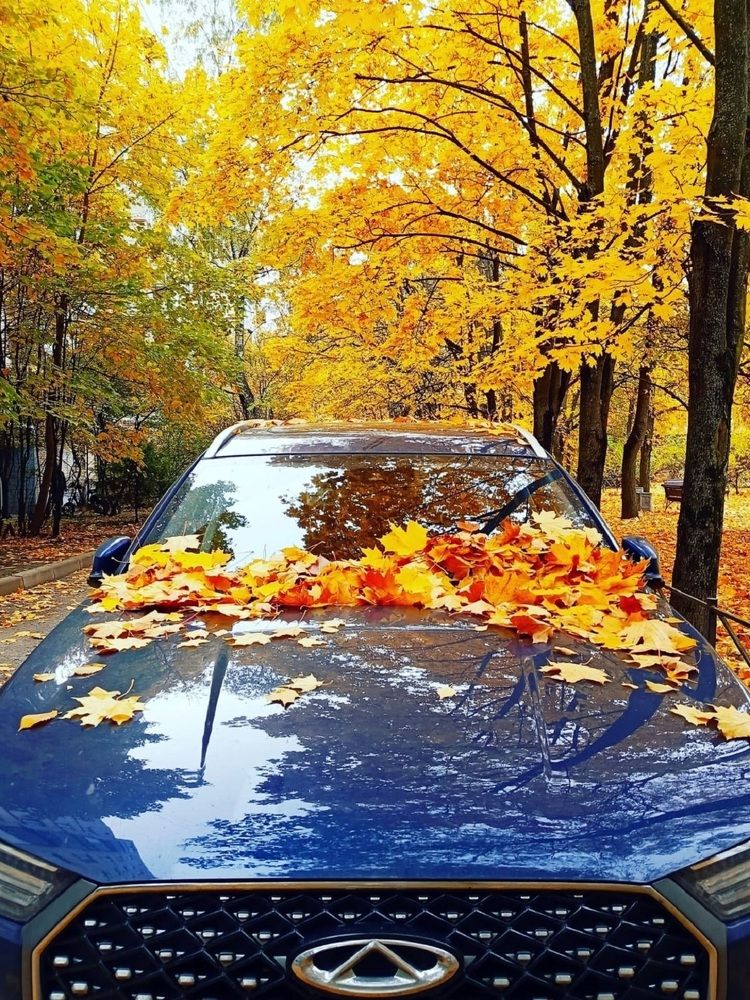 Там, где клен шумит или Осень В Петербурге. Октябрь.