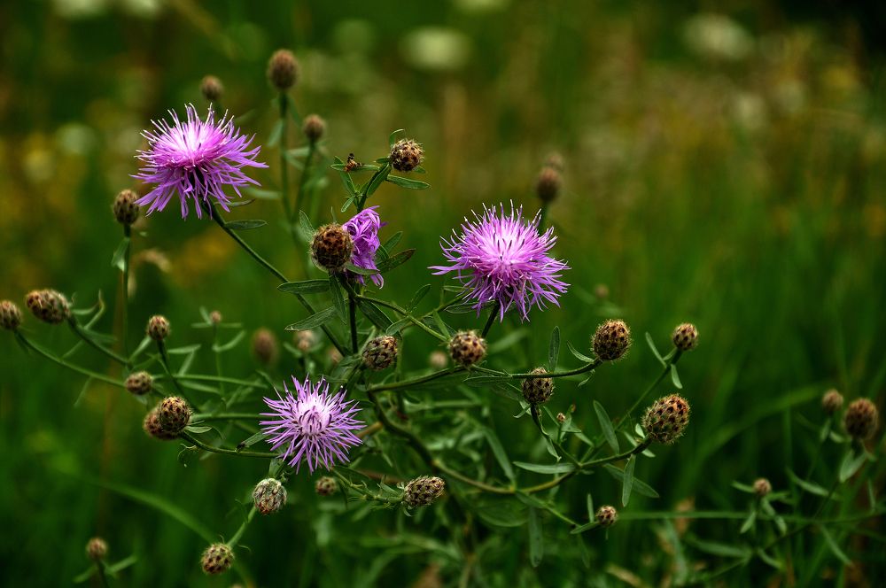 Photograph by Людмила Низова