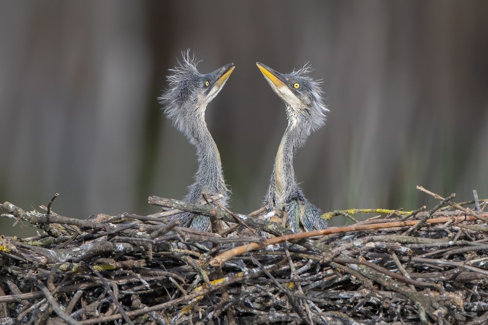 Photograph by Matteo Gaglio