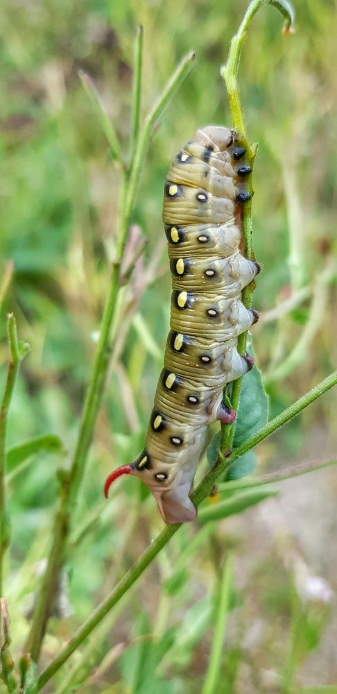 Photograph by ЕЛЕНА Рохо-Фернандес