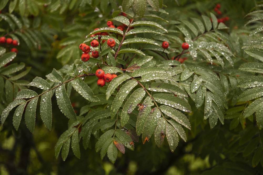 Photograph by Екатерина @Arigata