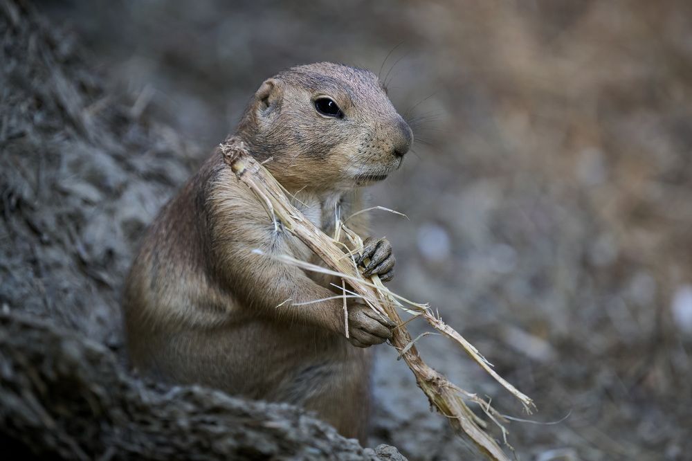 Photograph by Tomislav Franić
