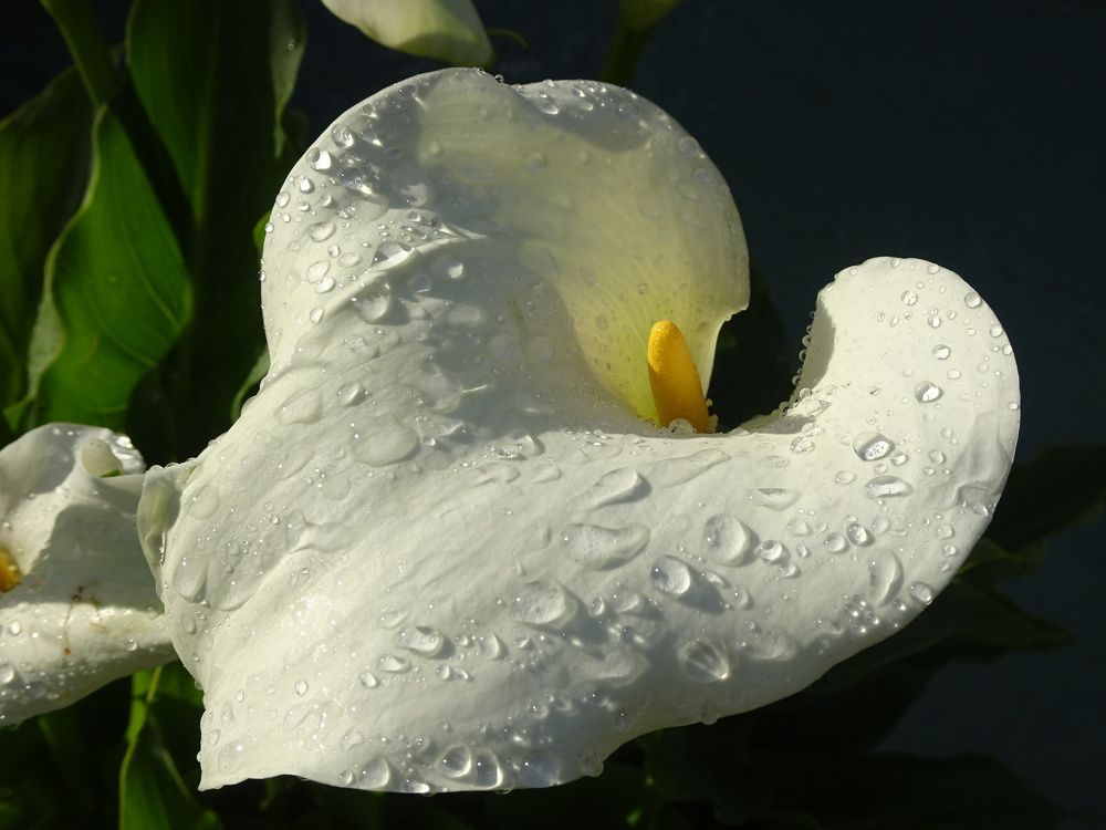 Photograph by Мила Милая