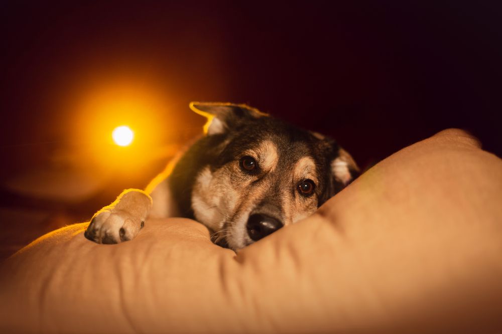 Photograph by Татьяна Степанова