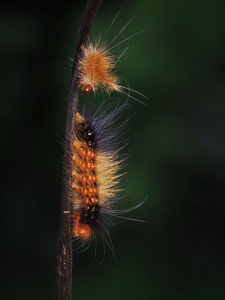 Photograph by Dharmendra Padhiyar