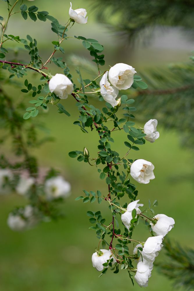 Photograph by Анастасия