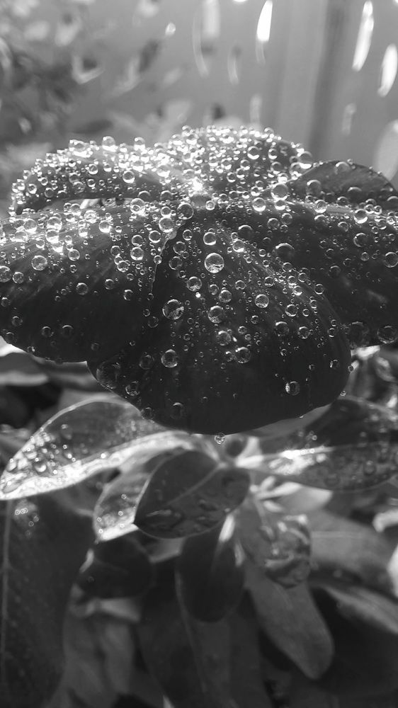 Photograph by Khushi Vashisth