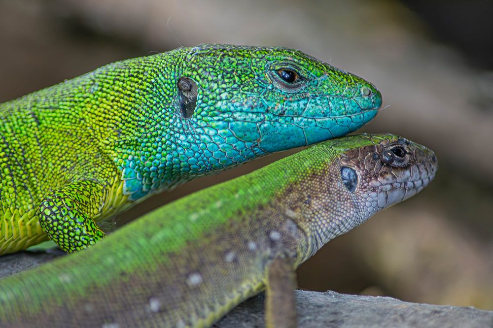 Photograph by Marianna Klein