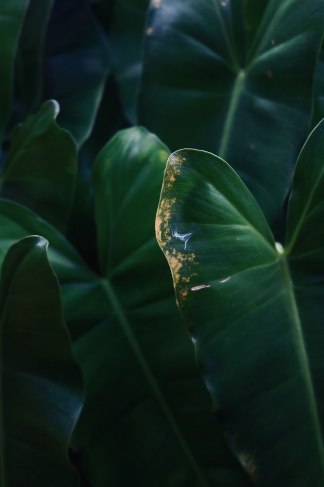 Photograph by Deasy Junita Dhani Hidayana