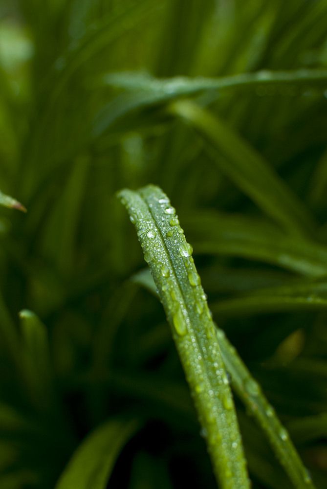 Photograph by NIKOLAY GORBUNOV