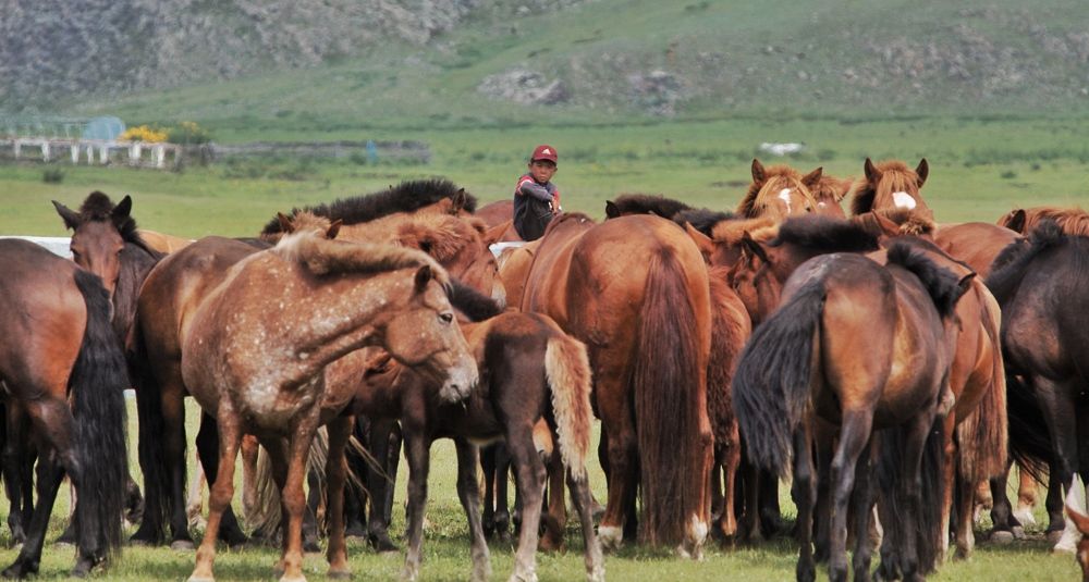 Photograph by Batsaikhan Badamdorj