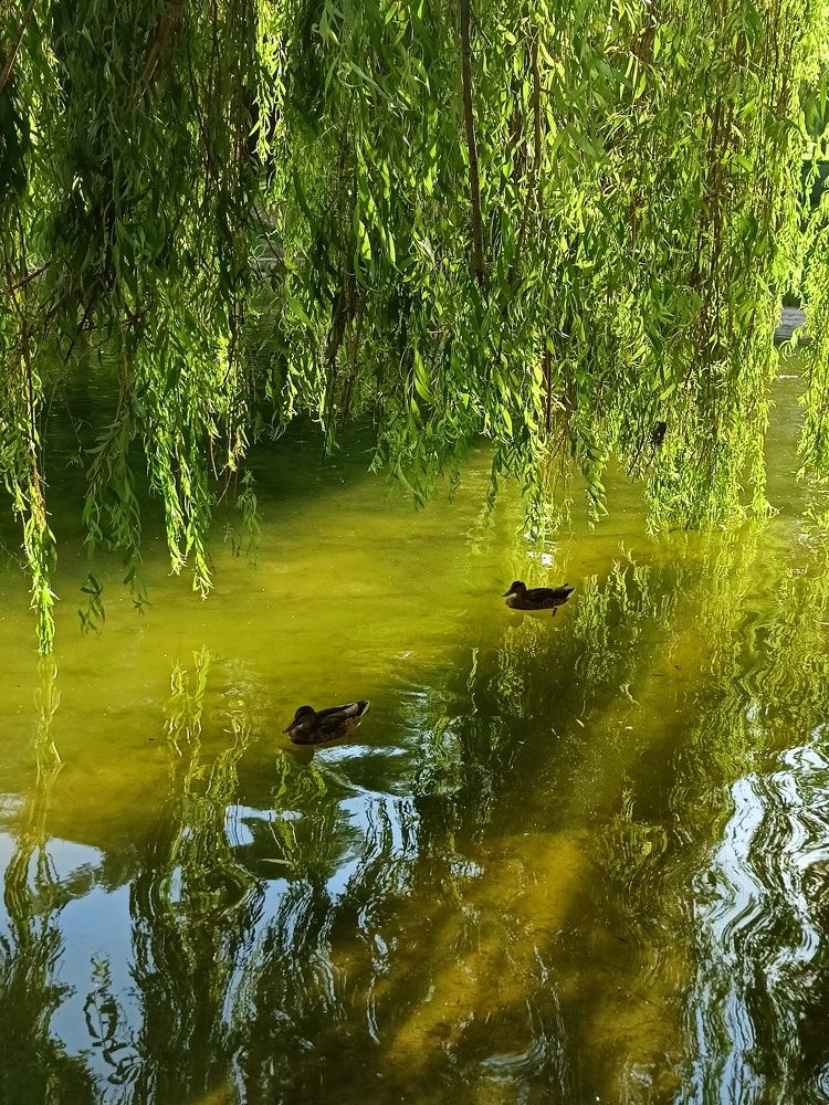 Фотография автора Вероника Пунгина