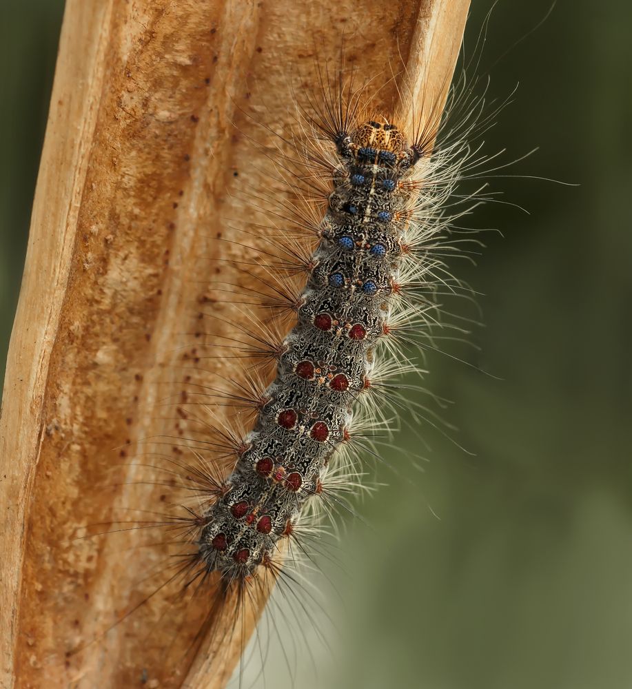 Photograph by Тараненко Анжелика