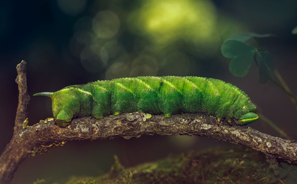 Photograph by Тараненко Анжелика