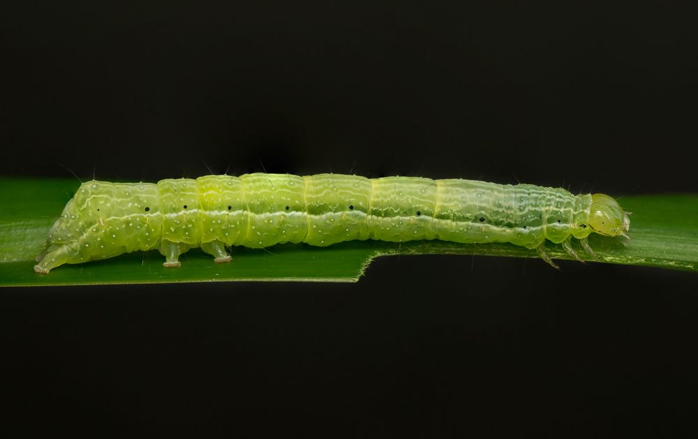 Photograph by Тараненко Анжелика