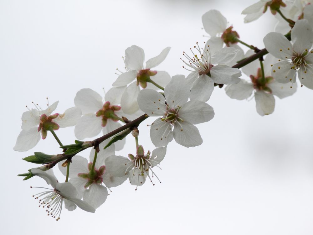 Photograph by Руслан Гончар