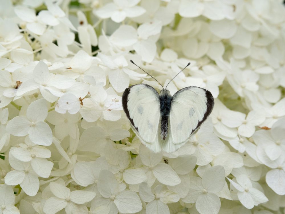 Photograph by Руслан Гончар